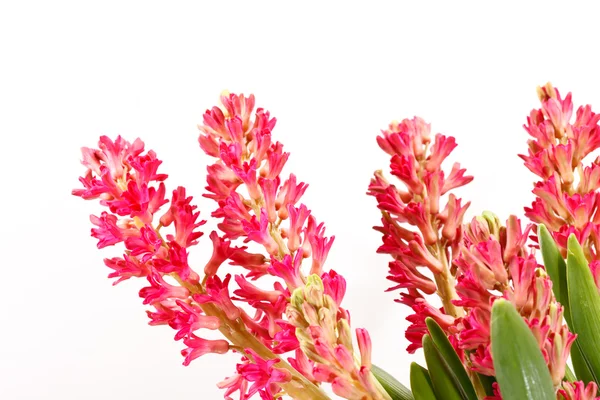 Гіацинт квіти — стокове фото