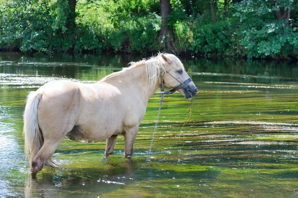 Лошадь пьет воду в реке — стоковое фото