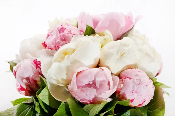 Rich bunch of peonies — Stock Photo, Image