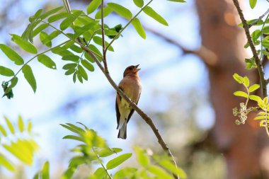 Forest bird clipart