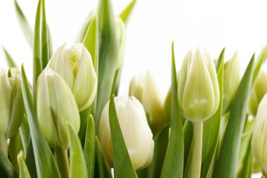 Nice tulips clipart