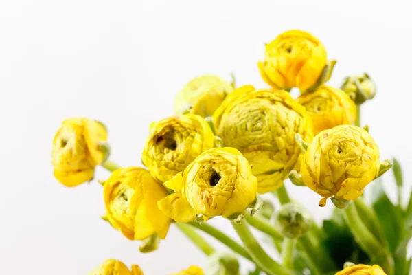 stock image Yellow Ranunculus