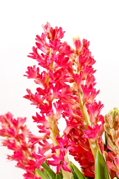 ヒヤシンスの花 — ストック写真