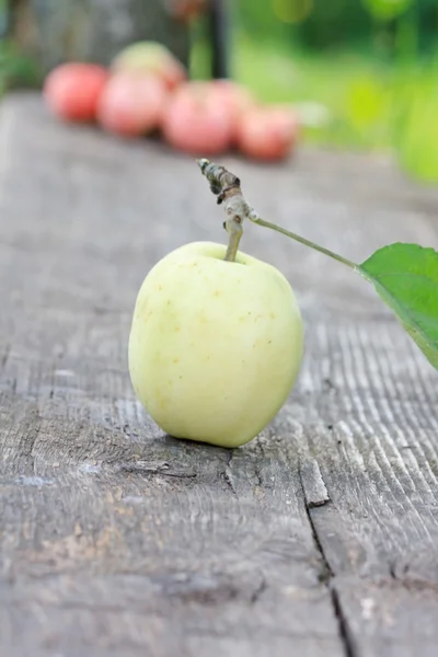 Manzanas frescas en el jardín —  Fotos de Stock