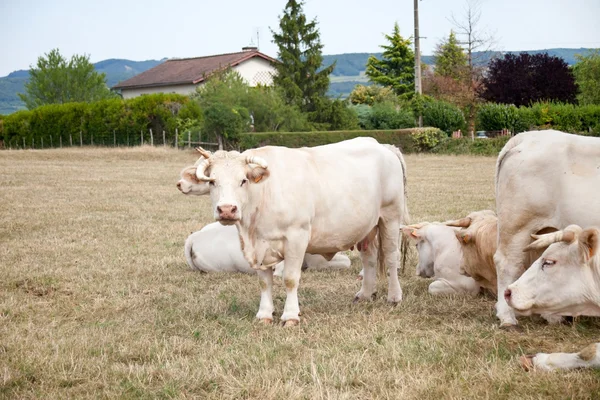 Vacas brancas no prado — Fotografia de Stock