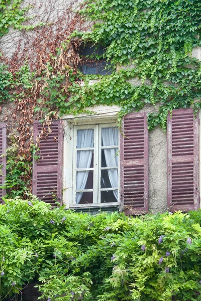 Ivy clad house — Stock Photo, Image