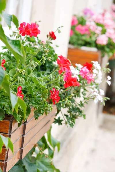 Skönhet geranium utomhus — Stockfoto