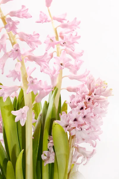Flores de jacinto — Fotografia de Stock