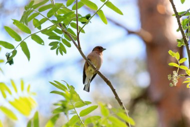 Forest bird clipart