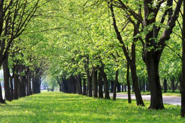 Güzel park