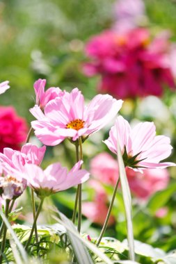 cosmos Pembe çiçek