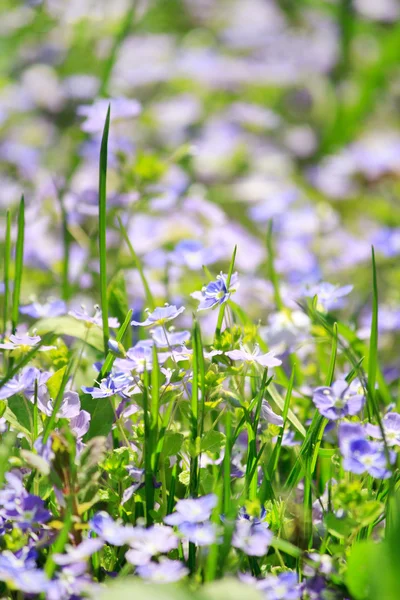 stock image Summer flowers