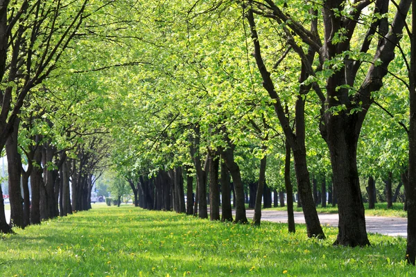 stock image Beautiful park