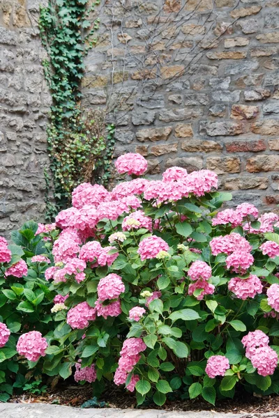 stock image Pink Hydrangea Blooming