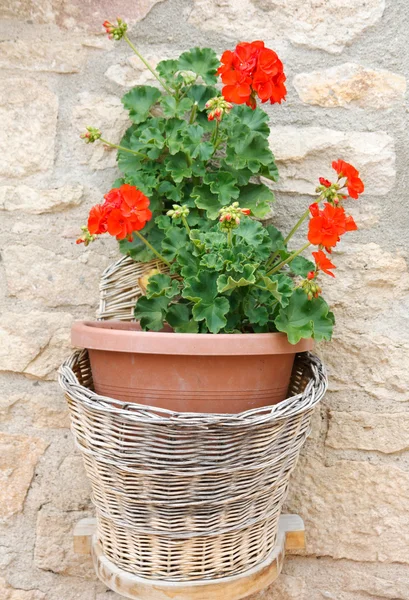 stock image Beauty geranium outdoor