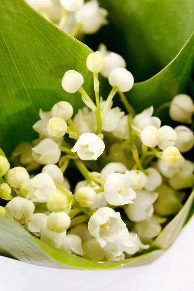 Lírio-do-vale flores — Fotografia de Stock
