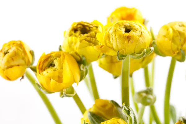 stock image Yellow Ranunculus