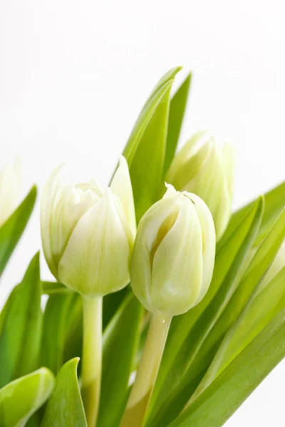 Bonitos tulipanes — Foto de Stock