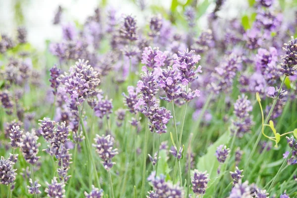 Lavender flower field — Stock Photo, Image