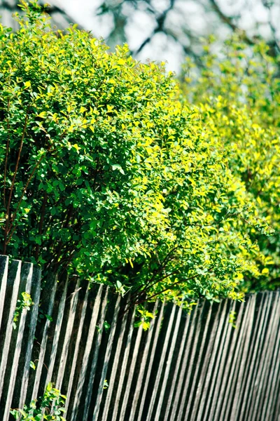 Wooden fence in garden with tree — Stock Photo, Image