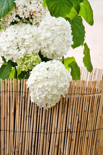 stock image White Hydrangea in the pot