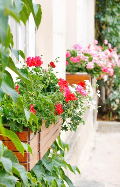 Beauty geranium outdoor — Stock Photo, Image