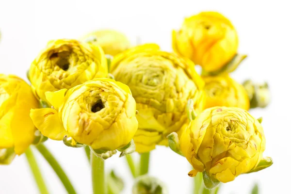 黄色毛茛属植物 — 图库照片