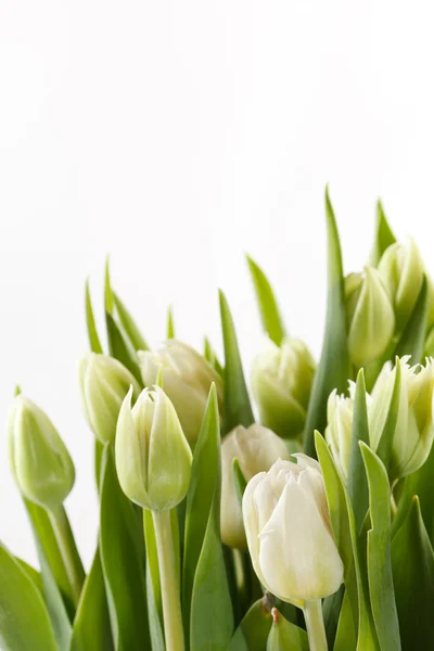 Приємні тюльпани — стокове фото