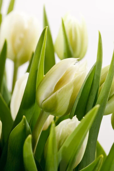 Groene tulpen — Stockfoto