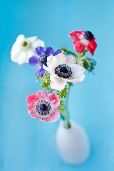 Анемона квіти — стокове фото