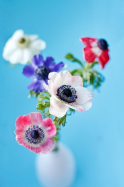 anemon çiçekleri