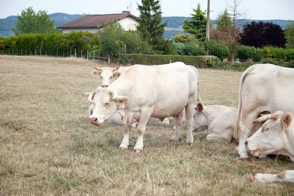 Witte koeien op het weitje — Stockfoto