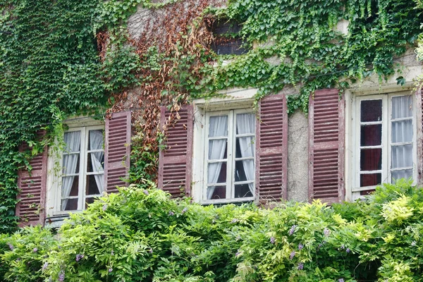 stock image Ivy clad house