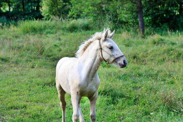 Foal en el campo — Foto de Stock