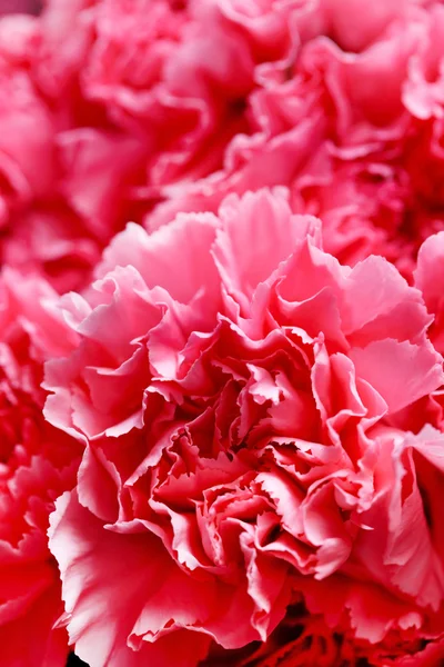 Piękne kwiaty goździków — Zdjęcie stockowe