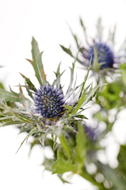 Exotic sharp flowers