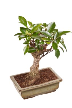 Beyaz arka planda izole edilmiş bir tencerede bonsai ağacı