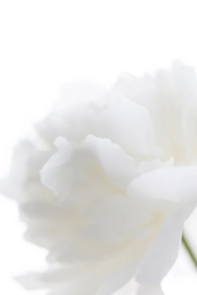 stock image White peony