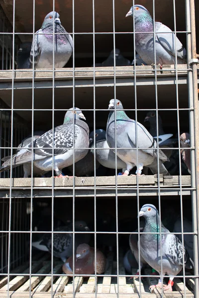 stock image Doves in the coop