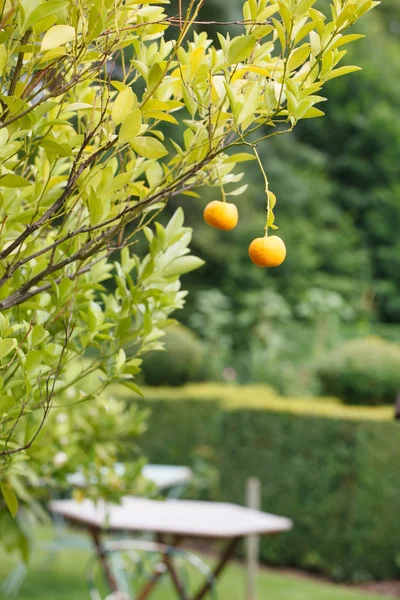 Mandarinky v zahradě — Stock fotografie