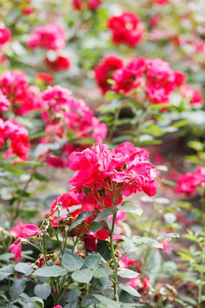 Červené růže na zahradě — Stock fotografie