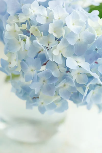 Fleur bleue dans le vase — Photo