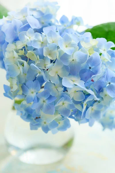 Cam vazo içinde sunulan mavi çiçek — Stok fotoğraf