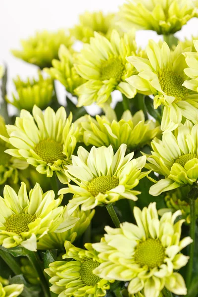 stock image Chrysanthemum Flowers