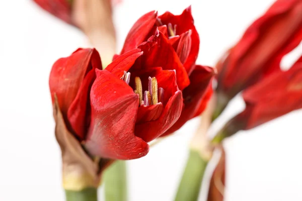 Květy Amarylis červená — Stock fotografie