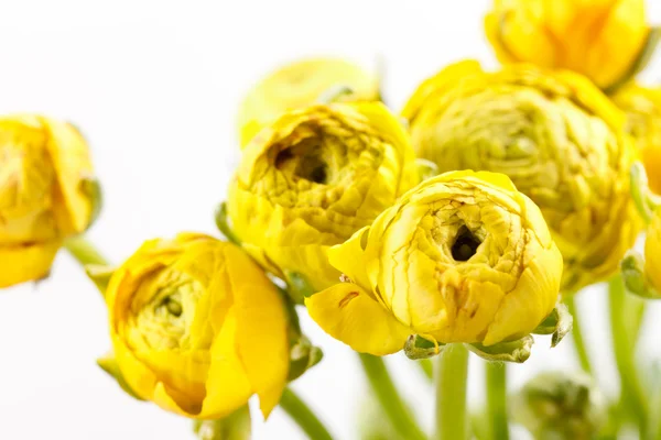 Żółty ranunculus — Zdjęcie stockowe