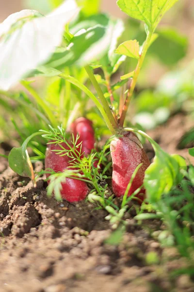 Red radish in bed — Stock Photo, Image