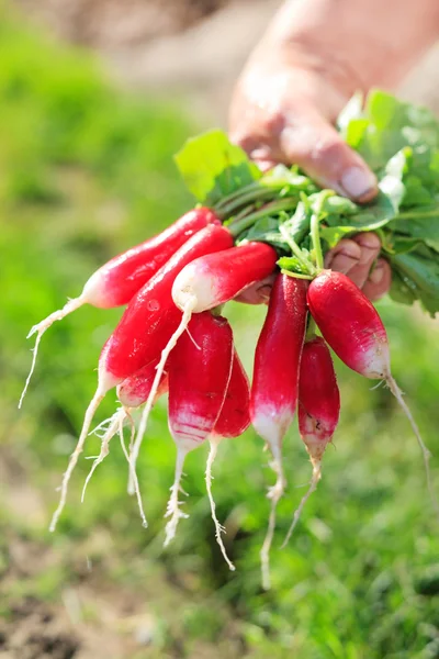 Fresh radish in the woman's hands — Stock Photo, Image