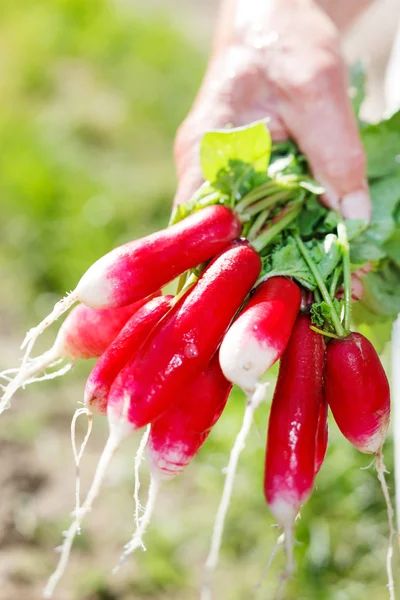 Fresh radish in the woman's hands — Stock Photo, Image