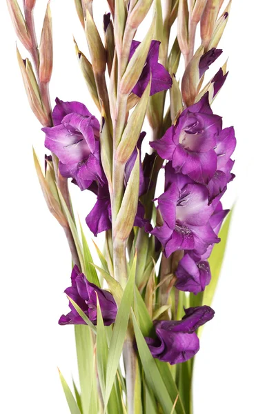 Gladiolus on the white — Stock Photo, Image
